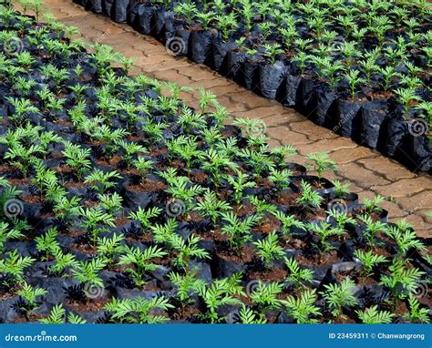 Bed of Seedlings from Nursery Farm Stock Image - Image of conservatory, garden: 23459311