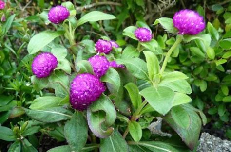 Gomphrena in the Flower Garden | Gardening Basics | Flower Gardening