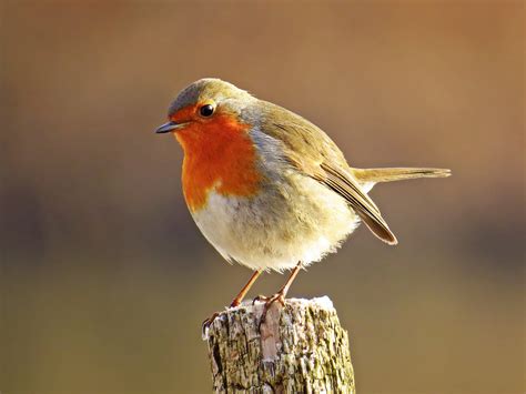 European Robin – AZ Birds