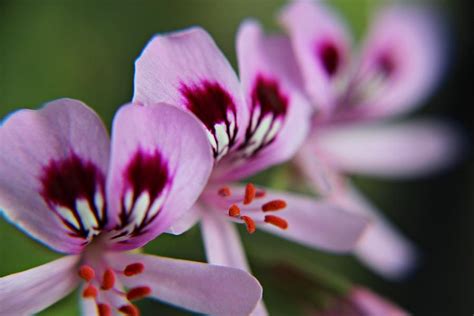 Citronella Flowers Photograph by Timothy Coover