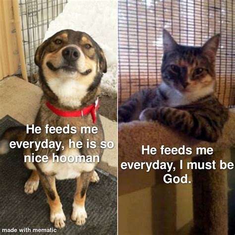 dogs vs cats : r/JabyKoayFamily