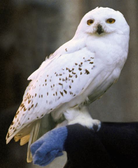 Harry Potter Hedwig Flying