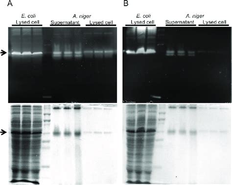 Zymography of A5IL97 produced in E. coli and A. niger. Zymography was ...