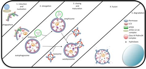 The steps of autophagosome formation. Macroautophagy begins with the ...