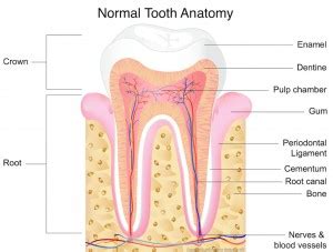 Tooth Trauma and Nerve Damage to Teeth - Southlake Endodontics