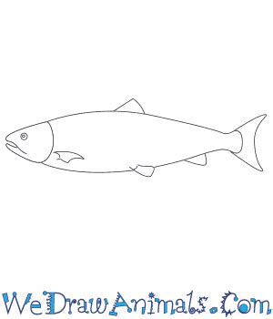 How to Draw a Salmon