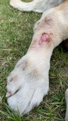 Sebaceous Adenoma in Dogs: Diagnosis, Causes, Treatment,