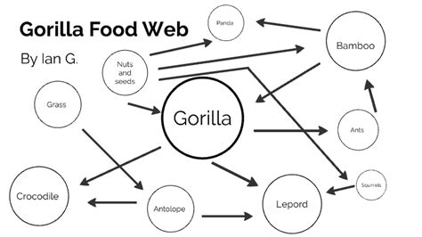 Gorilla Food Web - Ian Gulbransen by Ian Gulbransen on Prezi