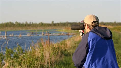 Birding is big business for coastal Lake Huron communities - MSU Extension