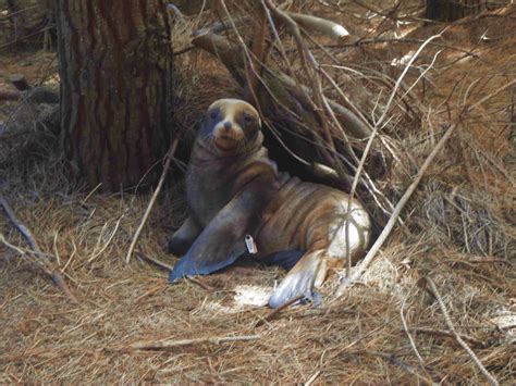 The unique behaviour of New Zealand sea lions | Conservation blog