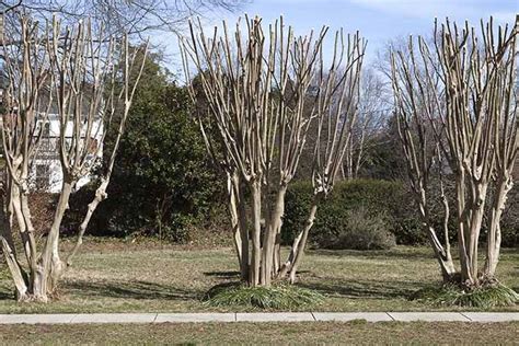 How to Properly Prune Crape Myrtle Trees | Crape myrtle, Myrtle tree ...