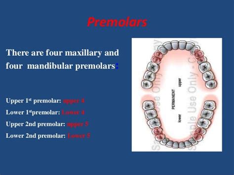 Maxillary premolars