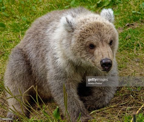 Kodiak Bear Cub Facing Forward High-Res Stock Photo - Getty Images