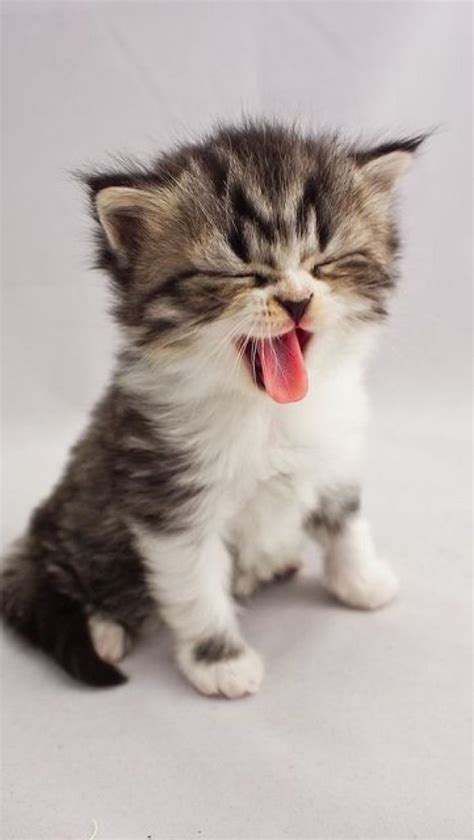 Cute Baby Animals Yawning