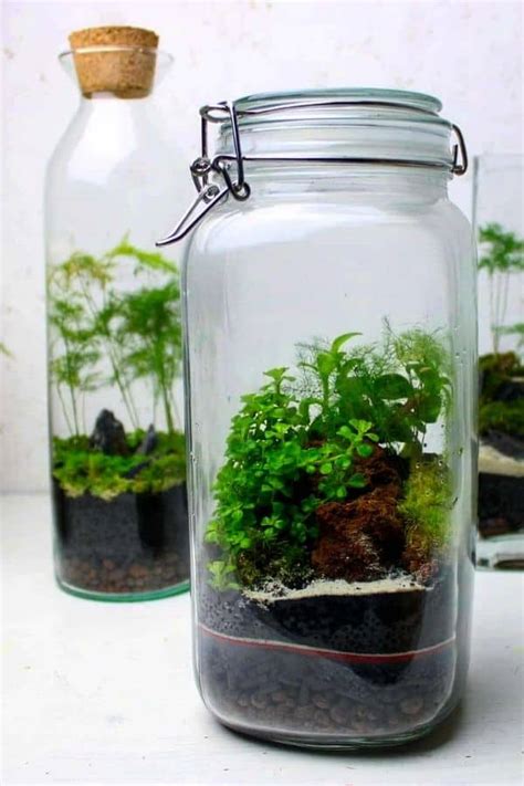 How to Make a Closed Terrarium (The Complete DIY Guide)