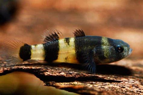 Bumblebee Goby: The Definitive Guide (2020) – Micro Aquatic Shop