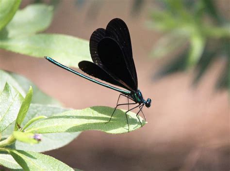 Southern Lagniappe: A visit with an Ebony Jewelwing Damselfly