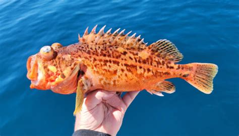 Bronzespotted Rockfish | Mexican Fish.com