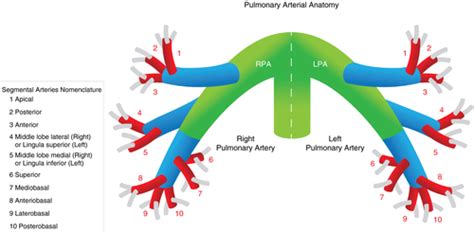 Establishing diagnostic criteria and treatment of subsegmental ...