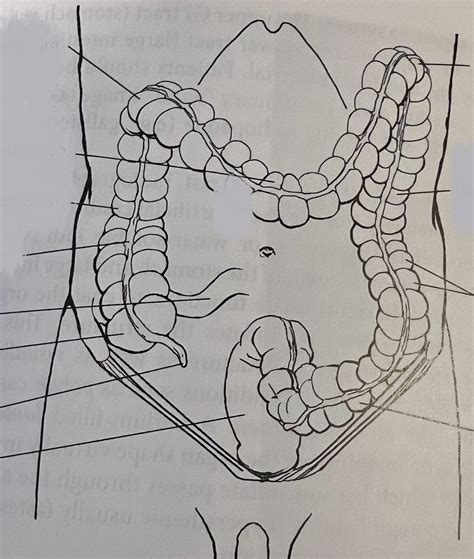 colon anatomy Diagram | Quizlet