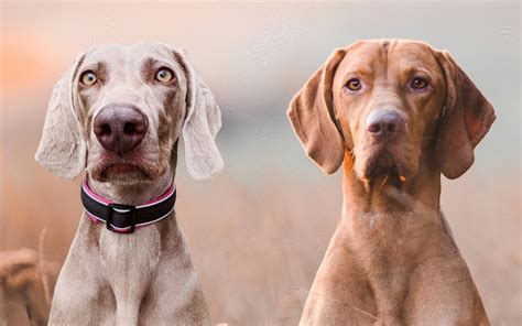 Weimaraner vs Vizsla: What's The Difference? (Complete Guide)