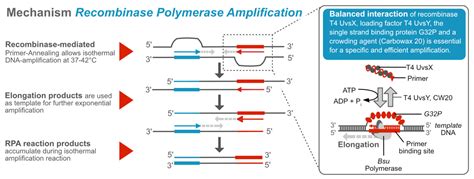 Recombinase Polymerase Amplification & Lateral Flow