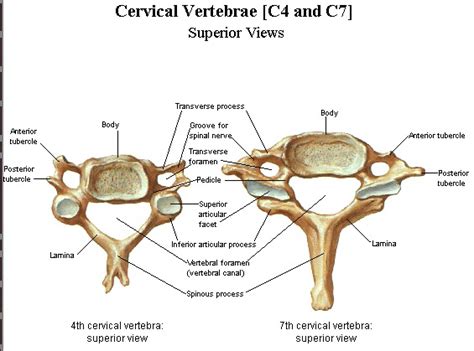 Vertebrae