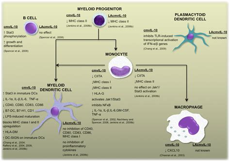 Viruses | Free Full-Text | Human Cytomegalovirus Encoded Homologs of Cytokines, Chemokines and ...