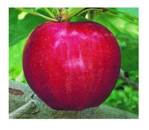 Malus domestica 'Gala' Gala-Red Gala Apple from Grandpa's Orchard