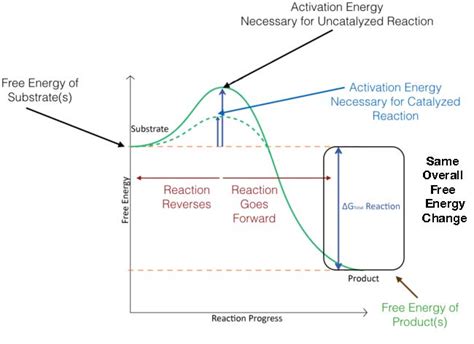 4.1: Basic Principles of Catalysis - Biology LibreTexts