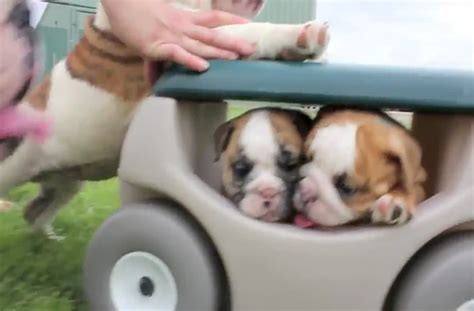 Adorable English Bulldog puppies playing in the backyard.