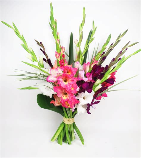 #gladiolus This beauty is only $45 all summer long and you can buy it ...