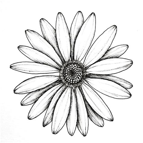 Pin by Maxine Masson on tekenen | Beautiful flower drawings, Daisy ...
