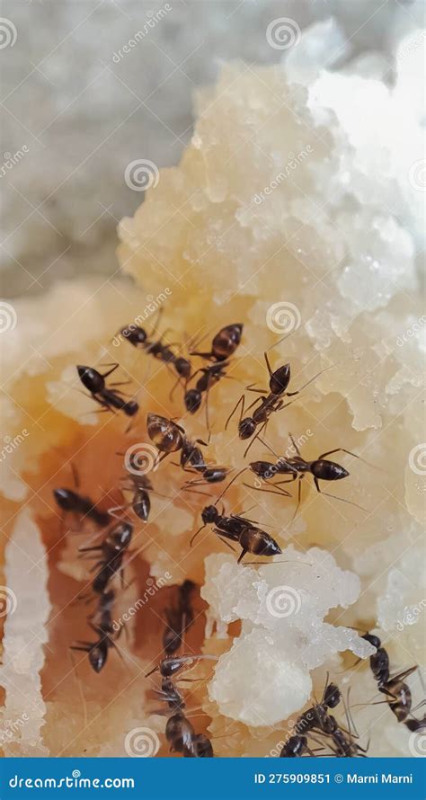 The House Ants that are Swarming the Leftovers Stock Image - Image of european, bread: 275909851