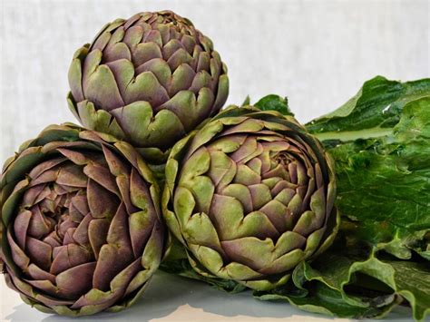 Harvesting Artichoke Seed Plants - Germinating Artichoke Seeds