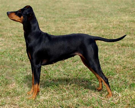 German Pinscher - Dog Breed Standards