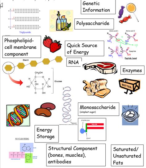 Biological Macromolecules Labels Diagram | Quizlet