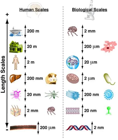 6 Reasons Why the Biological Scale is Important? - Rs' Science