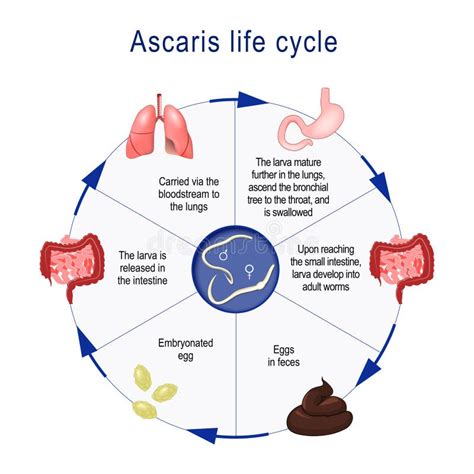 Ascaris Lumbricoides Giant Roundworm Ascaris Life Cycle