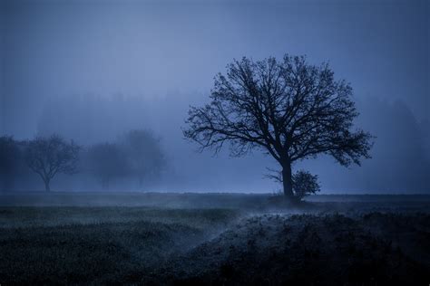 Get Foggy Trees Wallpaper Images