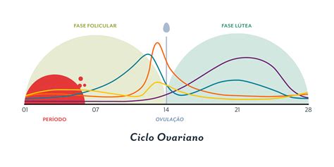 Conheça todas as fases do seu ciclo menstrual