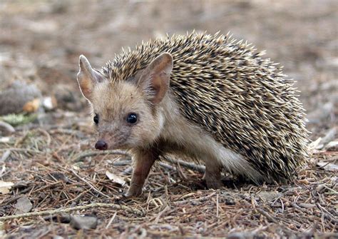 Long-eared Hedgehog | NatureRules1 Wiki | Fandom