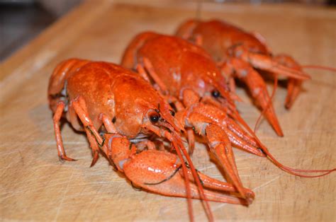 Free Images : orange, red, seafood, fish, healthy, eat, shellfish ...