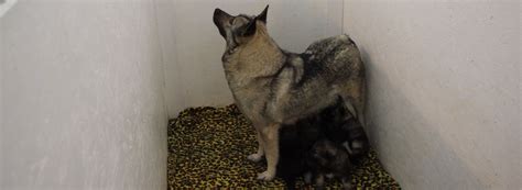 Norwegian and Swedish Elkhound Puppies