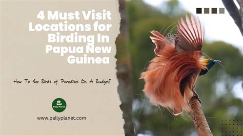 What Are The Must Visit Birding Locations in Papua New Guinea?