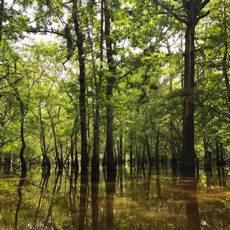 Honey Island Swamp – Pearl River, Louisiana - Atlas Obscura