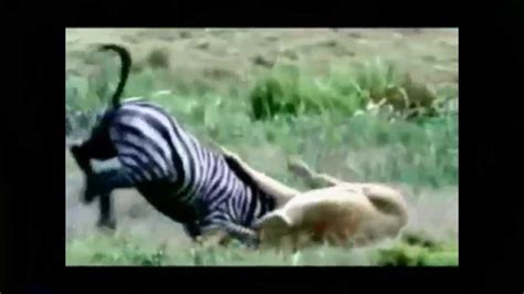 lion hunting - YouTube