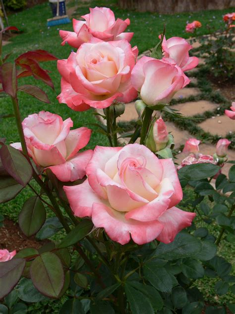 yellow hybrid tea roses bushes #Hybridtearoses | Rosas, Flores, Jardinagem