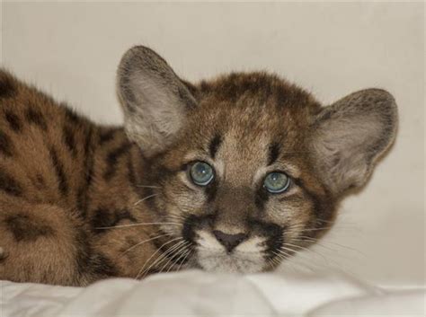 Naples Zoo caring for second rescued Florida panther kitten from Lehigh ...