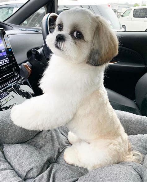 Pin by Ayelet on Shihtzu | Shih tzu puppy, Dog grooming shih tzu, Shitzu dogs